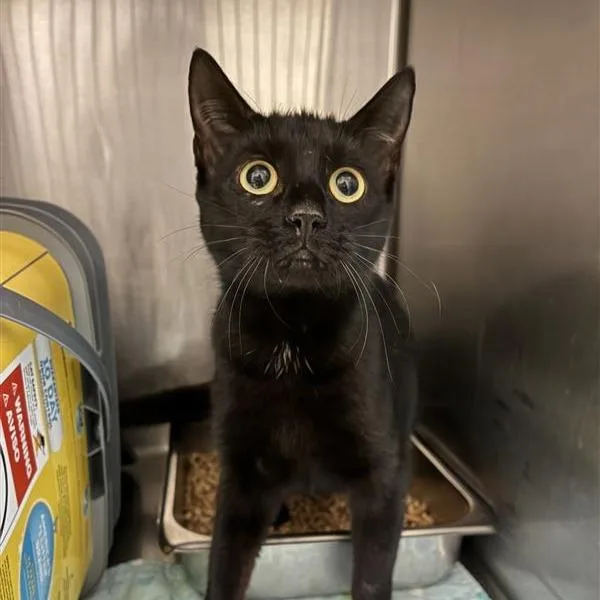 An adult medium-sized female Black Domestic Short Hair cat named Baugher for adoption in Windsor, VA
