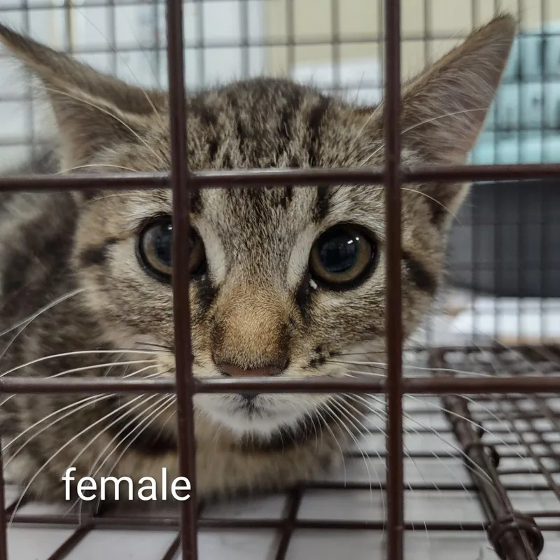 A baby small-sized female Gray / Blue / Silver Domestic Short Hair cat named Sedona for adoption in Upland, CA