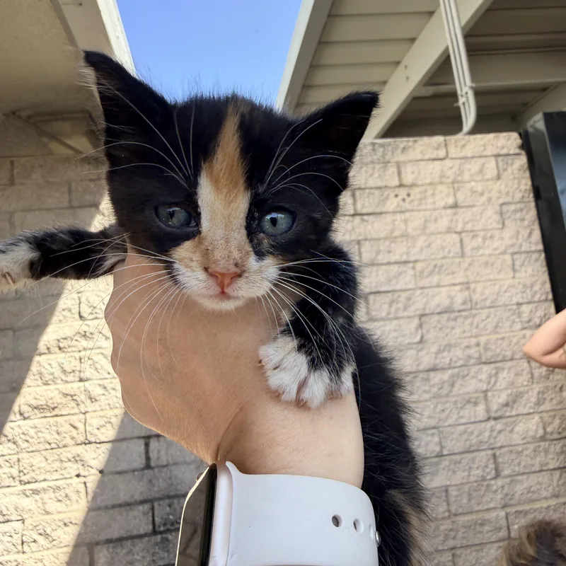 A baby medium-sized female Calico Calico cat named Strawberry Shortcake for adoption in Penryn, CA