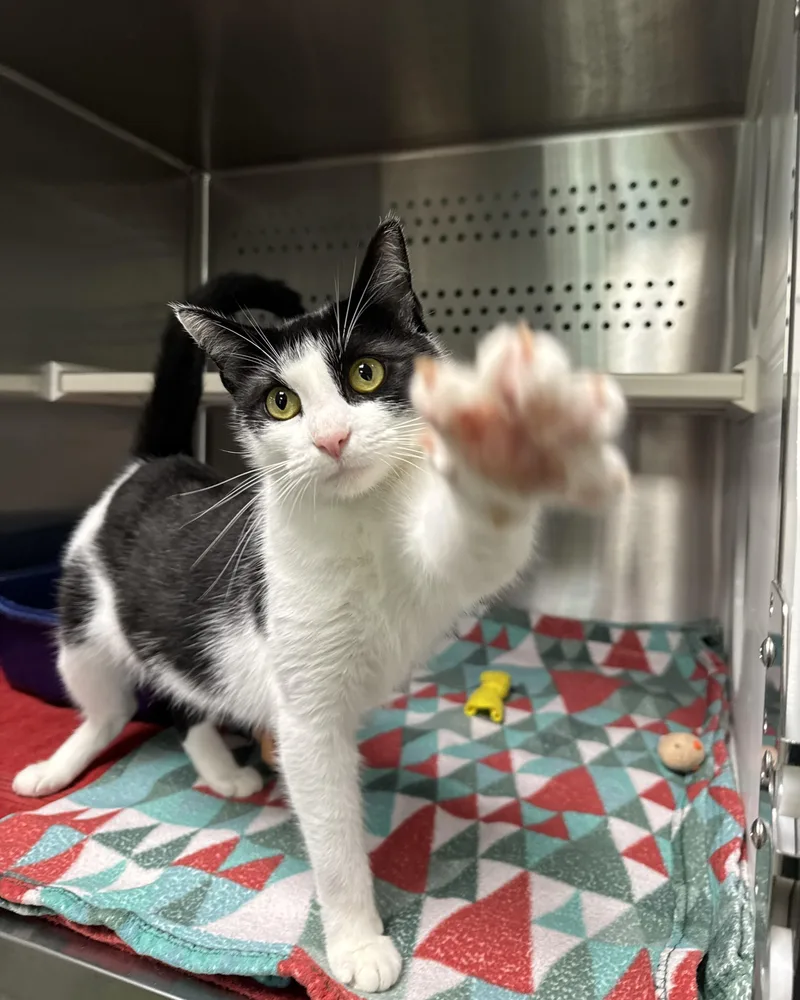 A young medium-sized female Black Domestic Short Hair cat named Moana for adoption in Seneca, PA