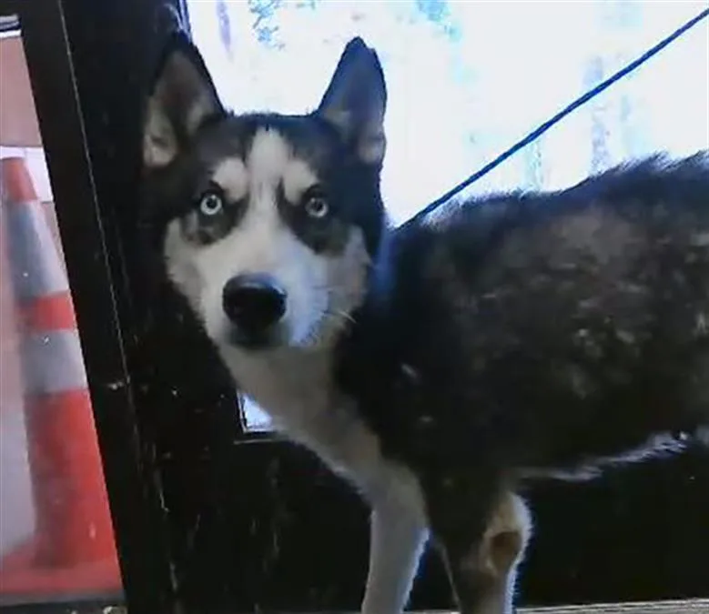 An adult medium-sized female Siberian Husky dog named Princess for adoption in Tulsa, OK