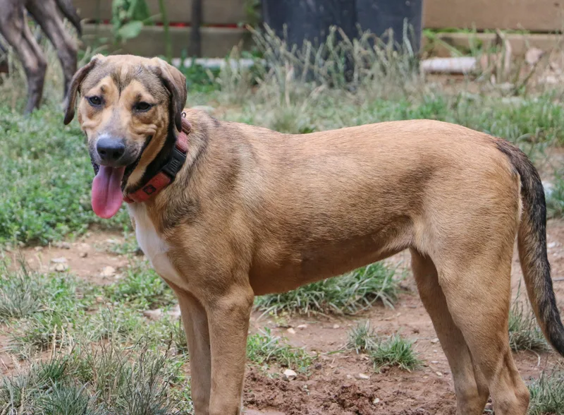 A baby medium-sized female German Shepherd Dog dog named WrenARoo for adoption in Houston, TX