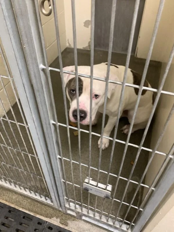 A young large-sized male Pit Bull Terrier dog named Onion for adoption in Vancouver, WA