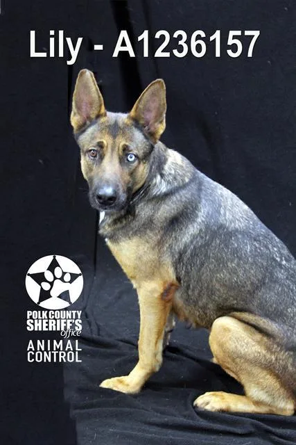 An adult large-sized female German Shepherd Dog dog named Lily for adoption in Winter Haven, FL