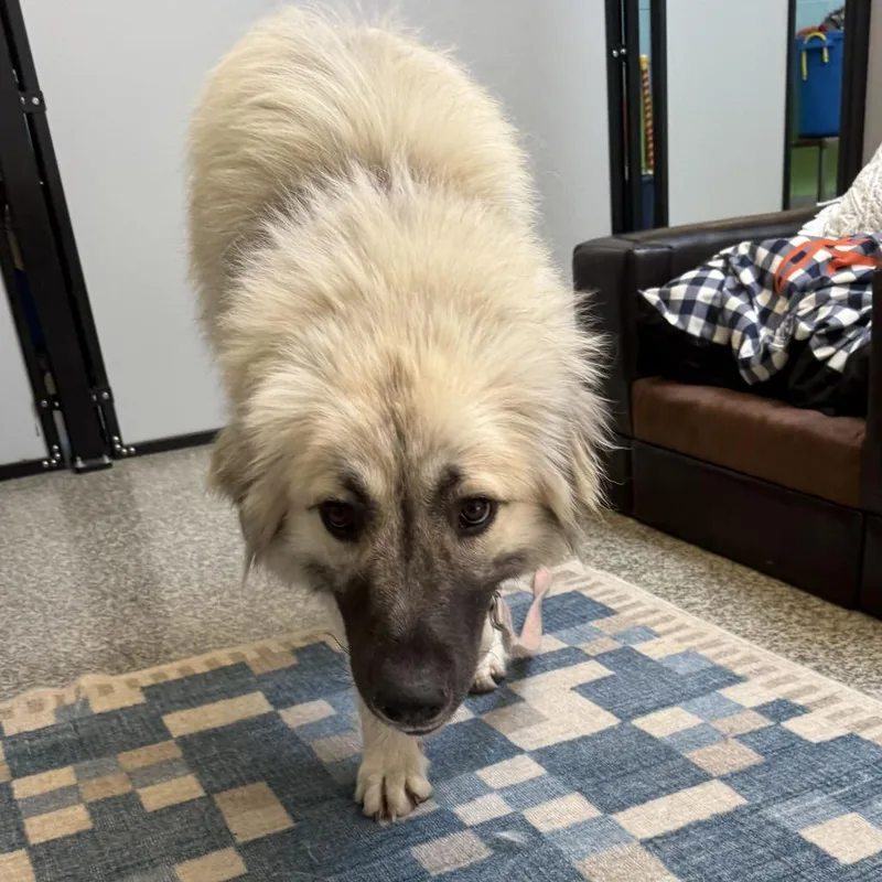 An adult large-sized female White / Cream Anatolian Shepherd dog named June for adoption in Falls Church, VA
