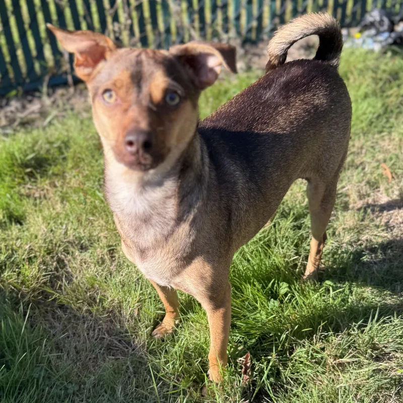A young small-sized male Brindle Miniature Pinscher dog named Mr. Biggie Jack for adoption in Ridgefield, WA