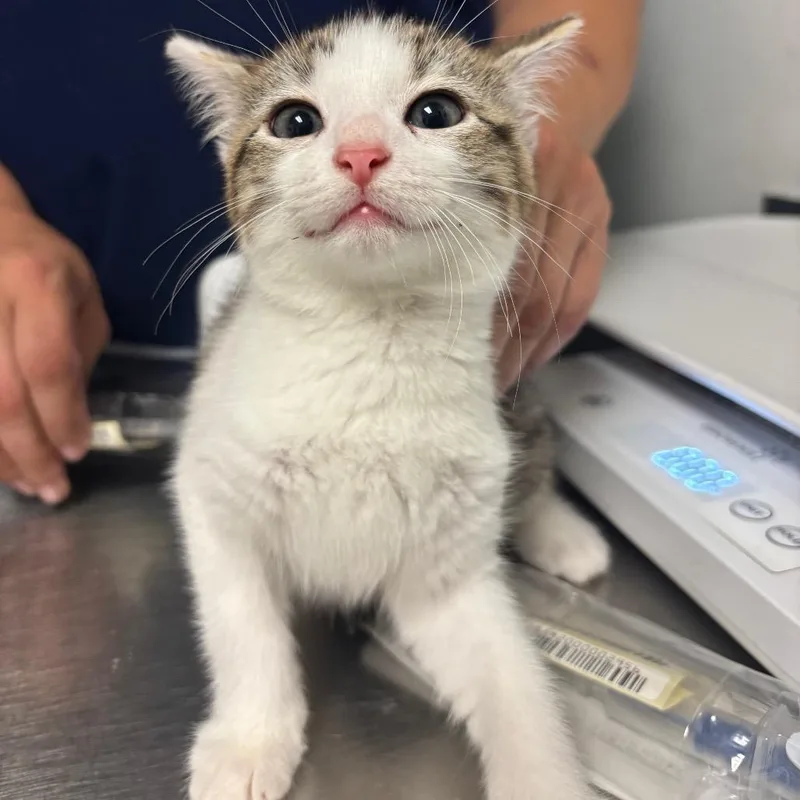 A baby small-sized female Brown / Chocolate Domestic Medium Hair cat named Faye for adoption in Charleston, WV