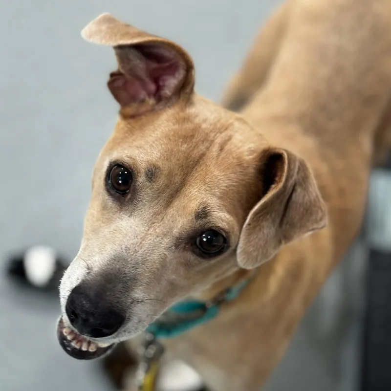 An adult medium-sized female Yellow / Tan / Blond / Fawn Pit Bull Terrier dog named Zahara for adoption in Bradenton, FL