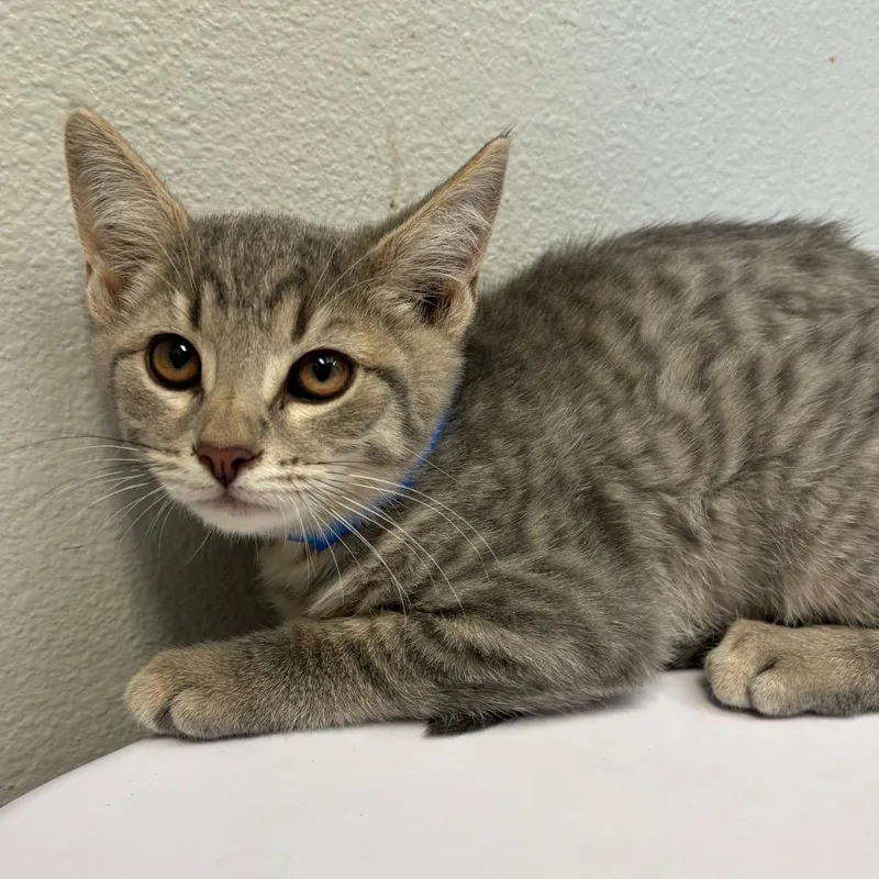 A baby small-sized male Gray / Blue / Silver Domestic Short Hair cat named Cash Cab for adoption in San Jacinto, CA