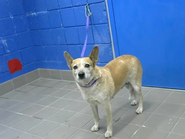 A young medium-sized female Australian Cattle Dog / Blue Heeler dog named Mickey for adoption in Albuquerque, NM