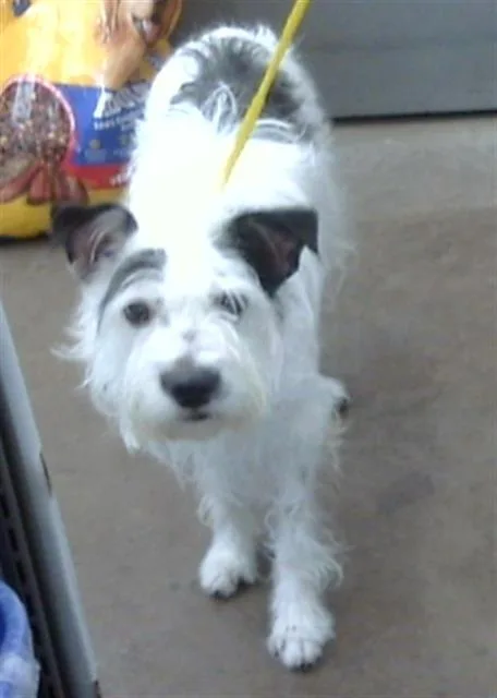 An adult small-sized male Mixed Breed dog named Lolo for adoption in Dallas, TX