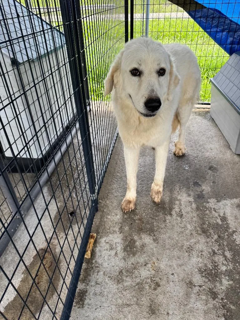 A young medium-sized female Mixed Breed dog named Abiline for adoption in Shelbyville, TN