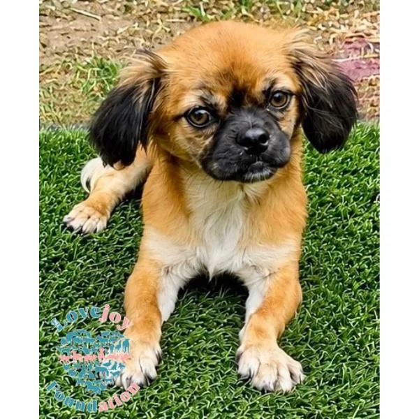 A baby small-sized female Pekingese dog named Millie for adoption in Inglewood, CA