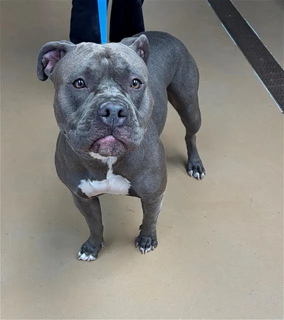 A young large-sized female Pit Bull Terrier dog named Gigi for adoption in Chula Vista, CA