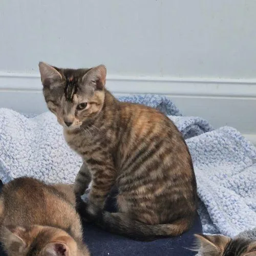 A baby small-sized female Torbie cat named Patch for adoption in Knoxville, TN