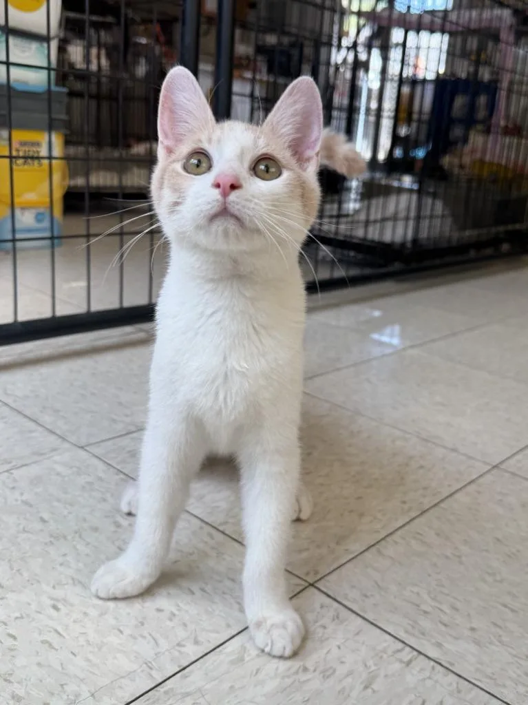 A baby small-sized male Domestic Short Hair cat named Dewey for adoption in Lemoore, CA