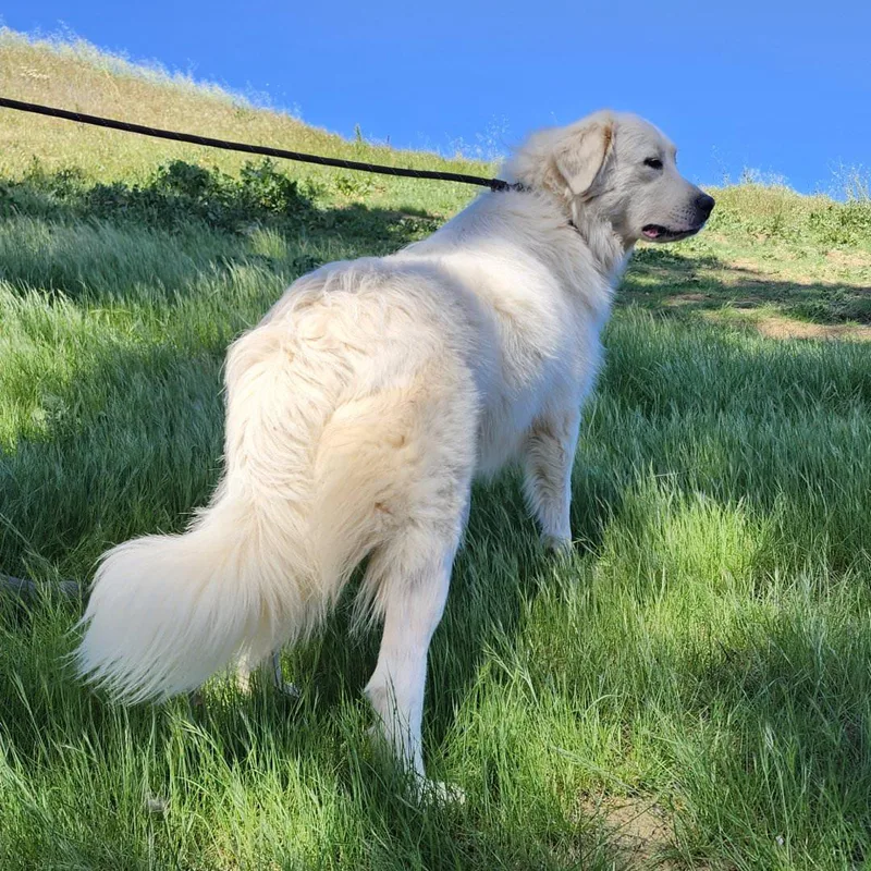 Magnolia thumbnail 2