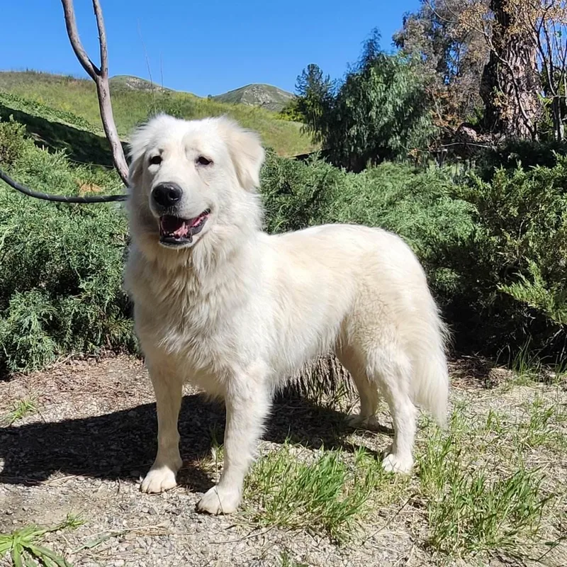 Magnolia thumbnail 3