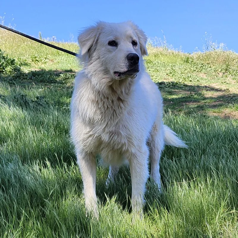 Magnolia thumbnail 4