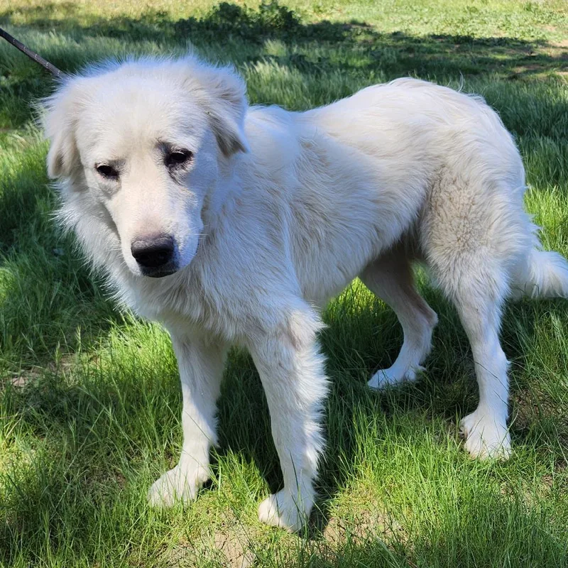 Magnolia thumbnail 5