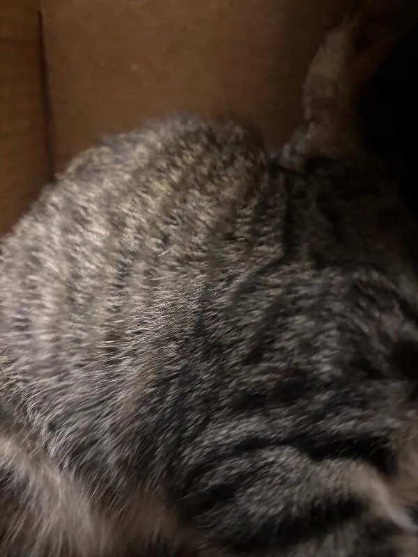 A young medium-sized female Tabby (Brown / Chocolate) Domestic Short Hair cat named Worm for adoption in Hobbs, NM