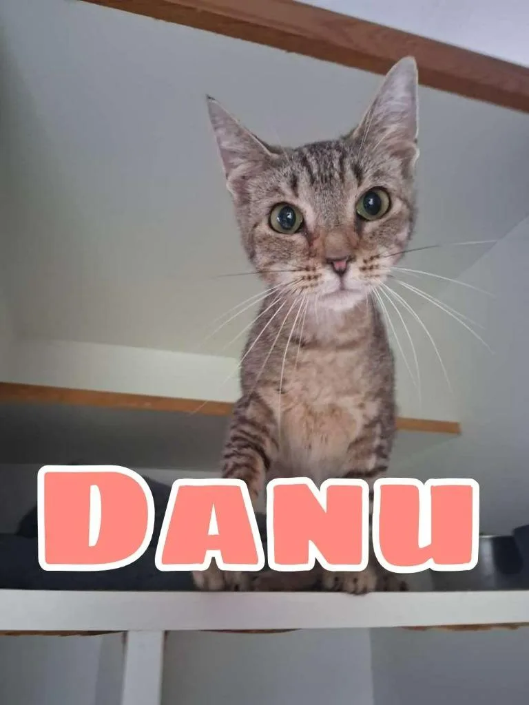 A young small-sized female Domestic Short Hair cat named Danu for adoption in Hillsboro, OH