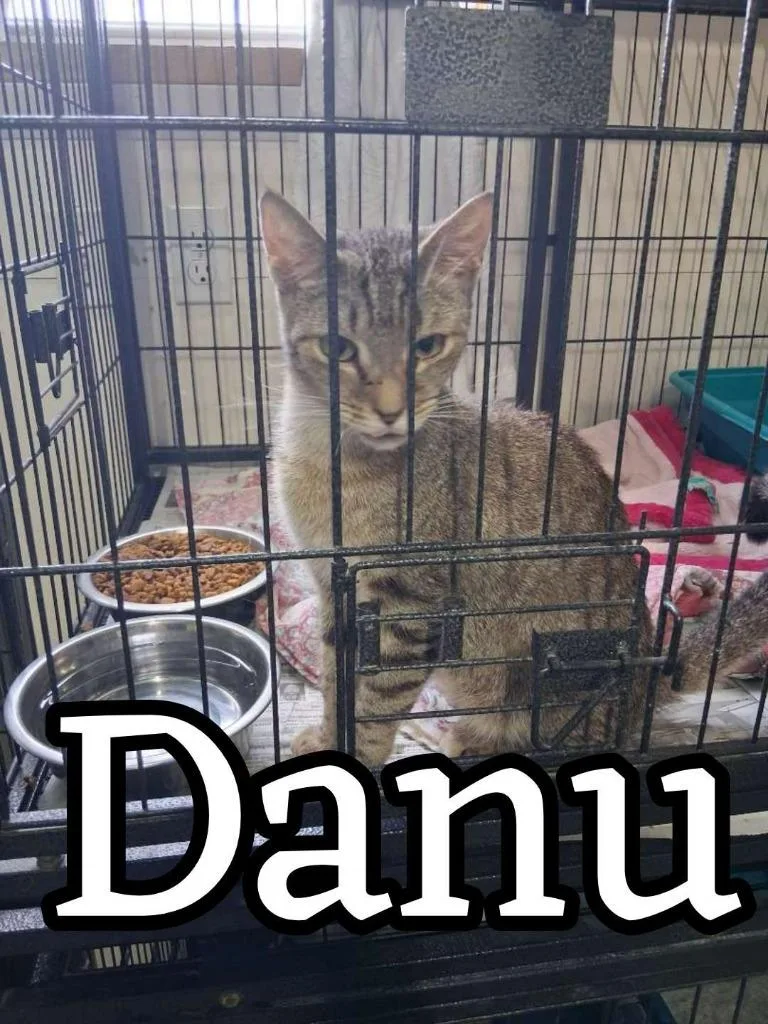 Danu thumbnail 2