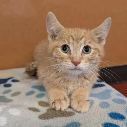 A baby small-sized male Tabby (Orange / Red) Domestic Short Hair cat named Garfield for adoption in Rochester, MN