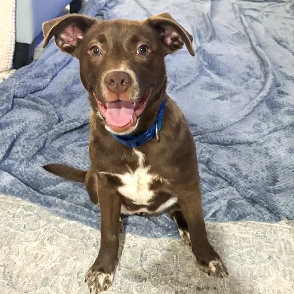 A baby small-sized female Terrier dog named Wilma for adoption in Des Moines, IA