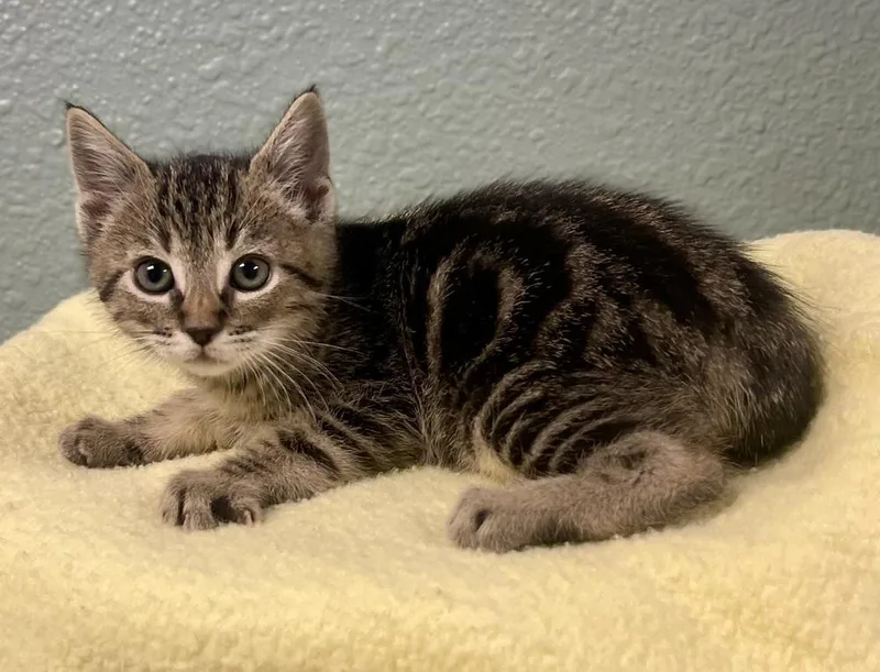 A baby small-sized female Domestic Short Hair cat named Raspberry for adoption in Jamestown, CA