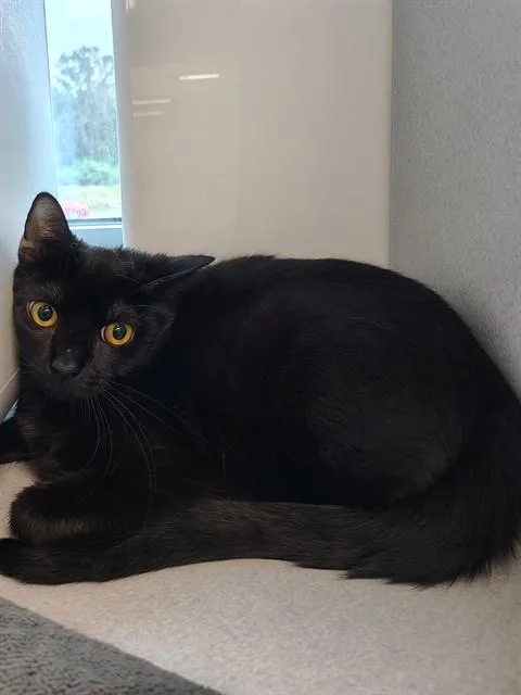 A young medium-sized female Domestic Short Hair cat named Water for adoption in Leesburg, VA