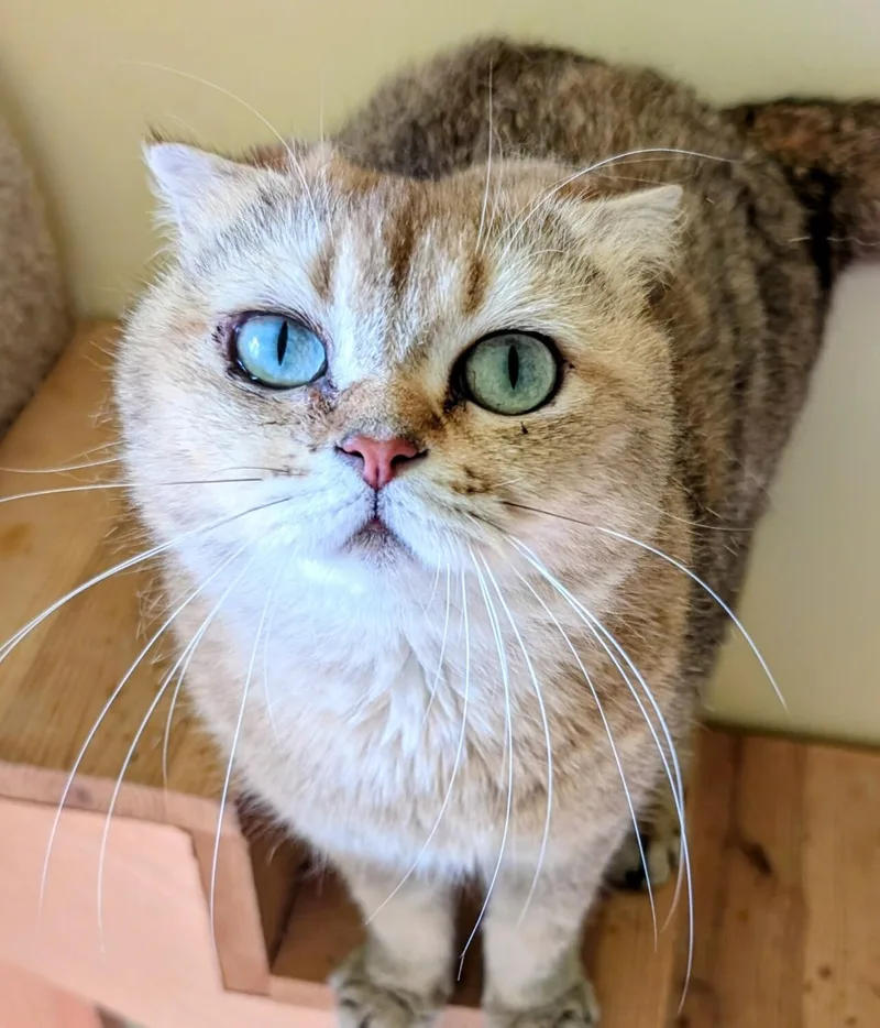 An adult medium-sized female Brown / Chocolate Scottish Fold cat named Betina for adoption in Kenosha, WI