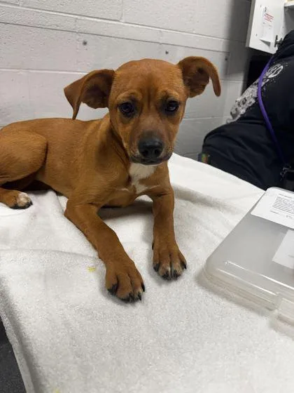A baby small-sized female Mixed Breed dog named Porch for adoption in Sevierville, TN