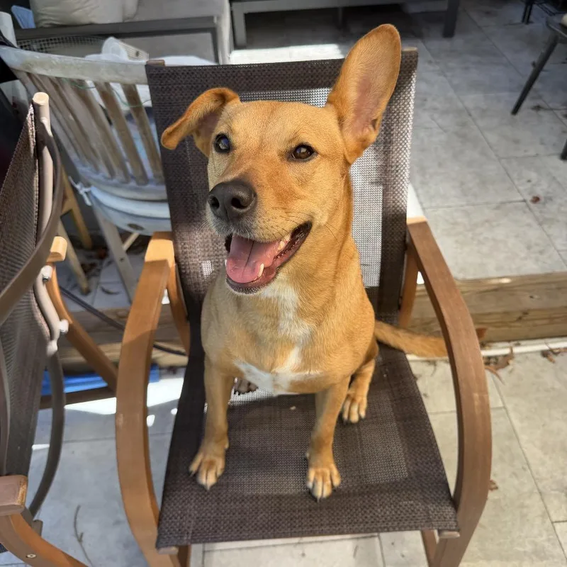 Roo