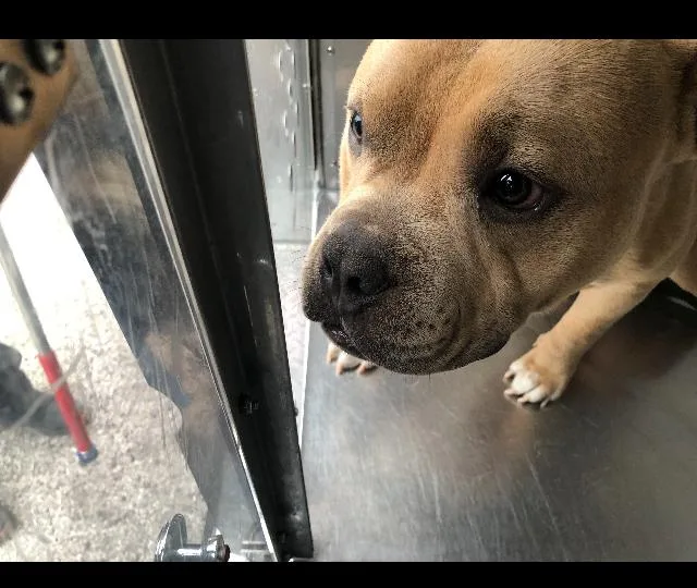 An adult medium-sized male Mixed Breed dog named Kiest for adoption in Dallas, TX