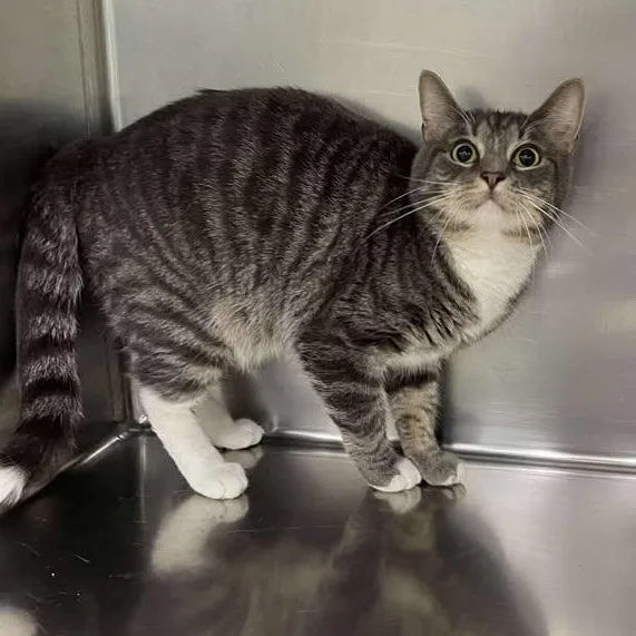 An adult large-sized male Tabby (Gray / Blue / Silver) Domestic Short Hair cat named Apollo for adoption in Winthrop, ME