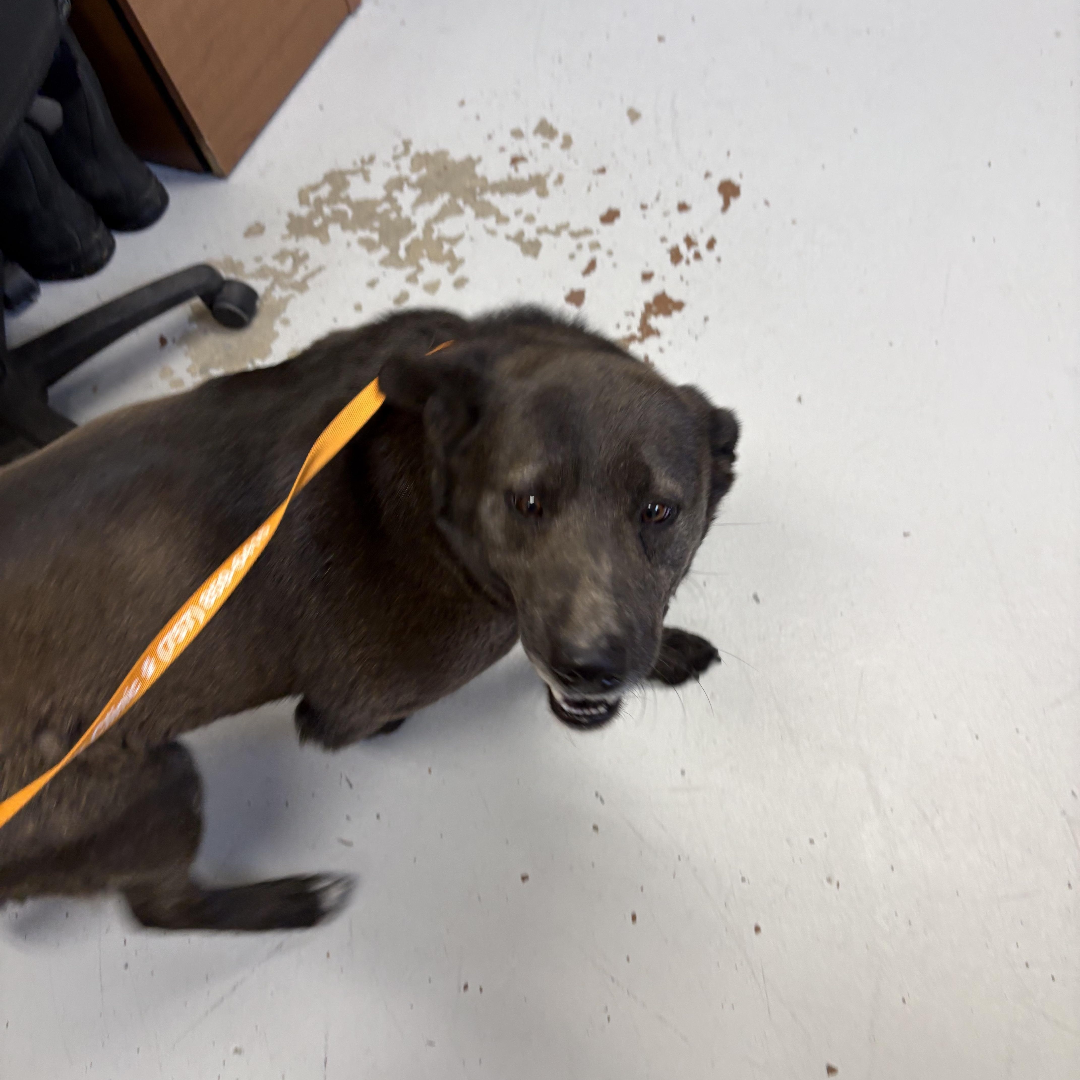 A senior medium-sized female Black Labrador Retriever dog named Eve for adoption in Elberon, VA