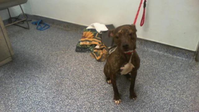 A young medium-sized female Pit Bull Terrier dog named Kira for adoption in Charlotte, NC