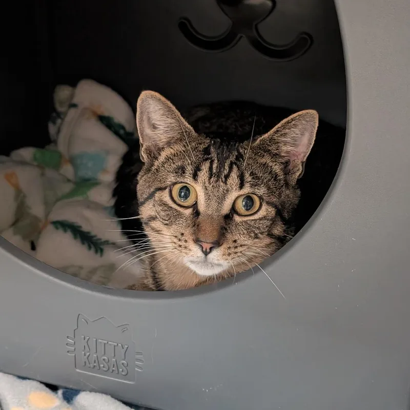A young medium-sized male Brown / Chocolate Domestic Short Hair cat named Scrabble for adoption in Titusville, FL