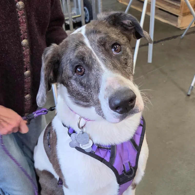 An adult large-sized female White / Cream Catahoula Leopard Dog dog named Poppy for adoption in Redmond, WA