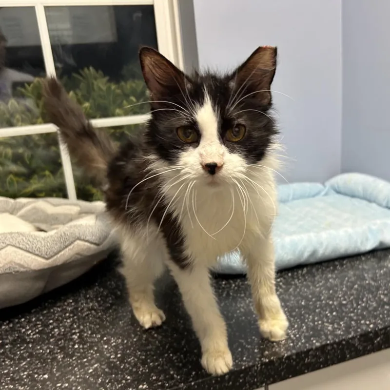 An adult medium-sized female Black Domestic Long Hair cat named Sally for adoption in Oyster Bay, NY