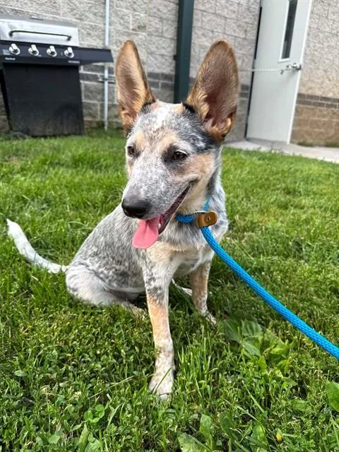 A young medium-sized female Australian Cattle Dog / Blue Heeler dog named Catalina for adoption in Saint Peters, MO