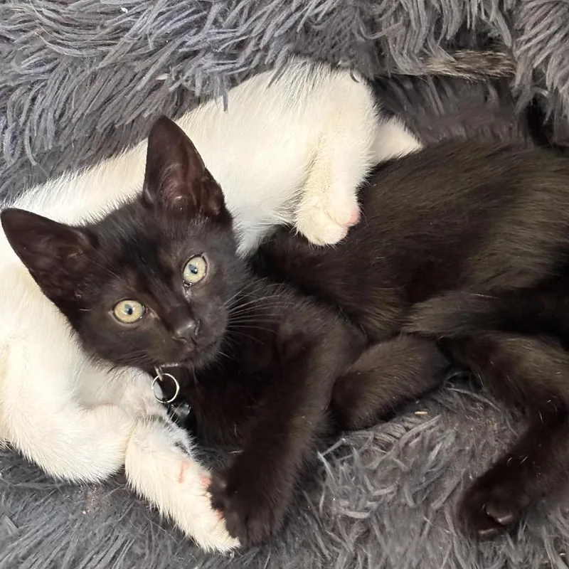 A baby small-sized female Black Domestic Short Hair cat named Ebony for adoption in Miami, FL