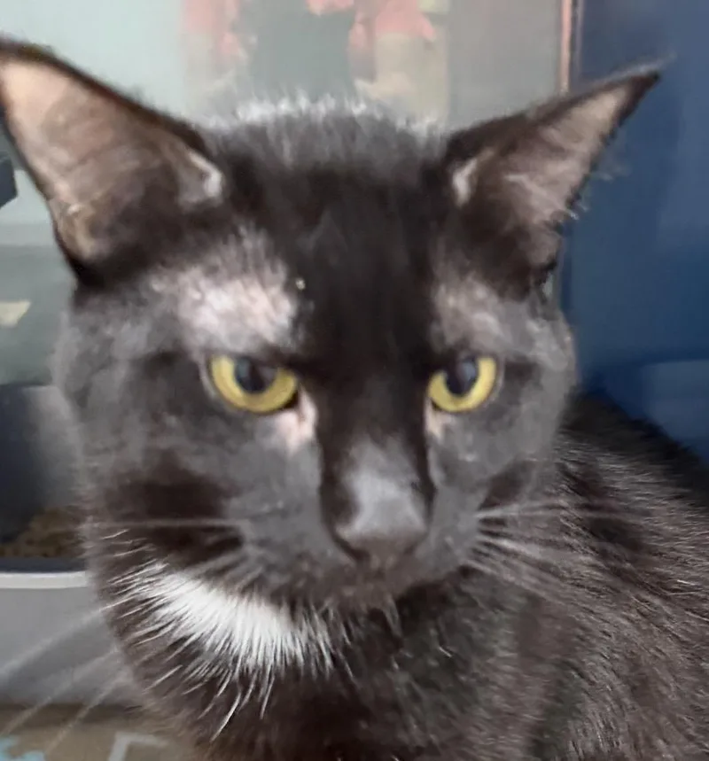 A young medium-sized male Black Domestic Short Hair cat named Grim for adoption in Sault Sainte Marie, MI