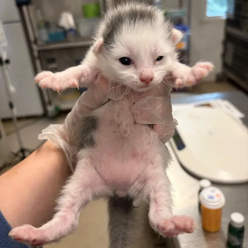 A baby small-sized male Gray / Blue / Silver Domestic Medium Hair cat named Snuggy for adoption in Charleston, WV