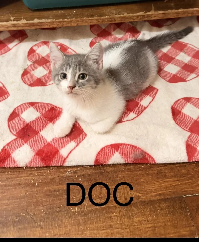 A baby medium-sized male Tabby (Gray / Blue / Silver) Domestic Long Hair cat named Doc for adoption in Chicago, IL