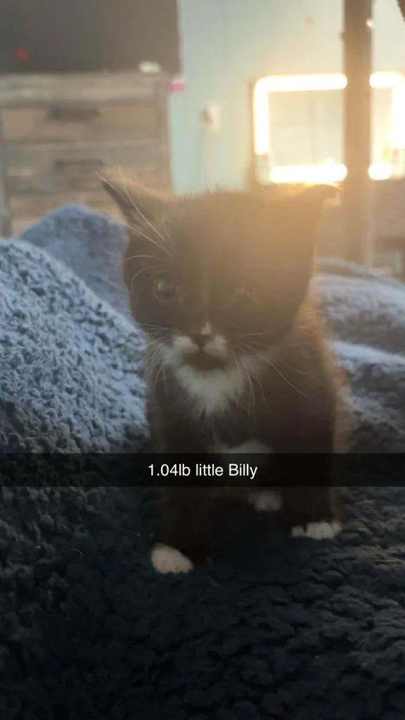 A baby medium-sized male Domestic Short Hair cat named Little Billy for adoption in Johnson City, TN