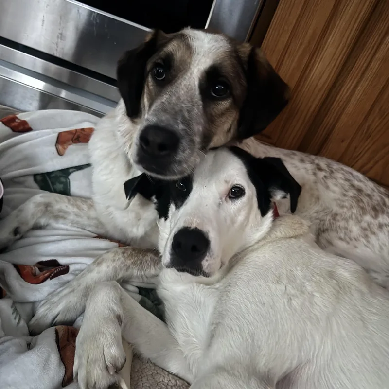 Spot Jasmine  Local thumbnail 2