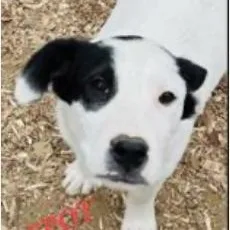 Spot Jasmine  Local thumbnail 3