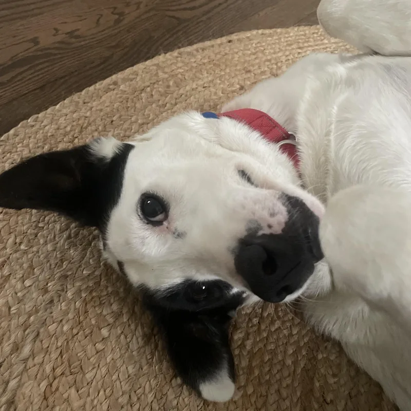 Spot Jasmine  Local thumbnail 4